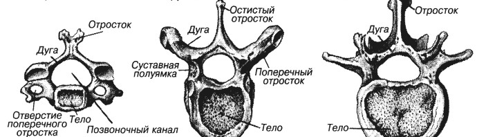 Анатомо-физиологические особенности позвоночника и прилегающих тканей - student2.ru