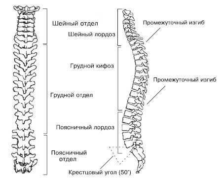 Анатомо-физиологические особенности позвоночника и прилегающих тканей - student2.ru