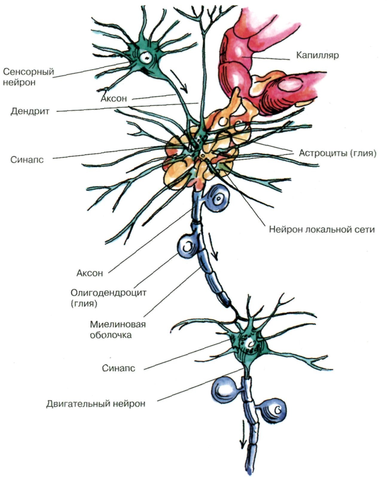 Анатомо-функциональная структура нейрона - student2.ru