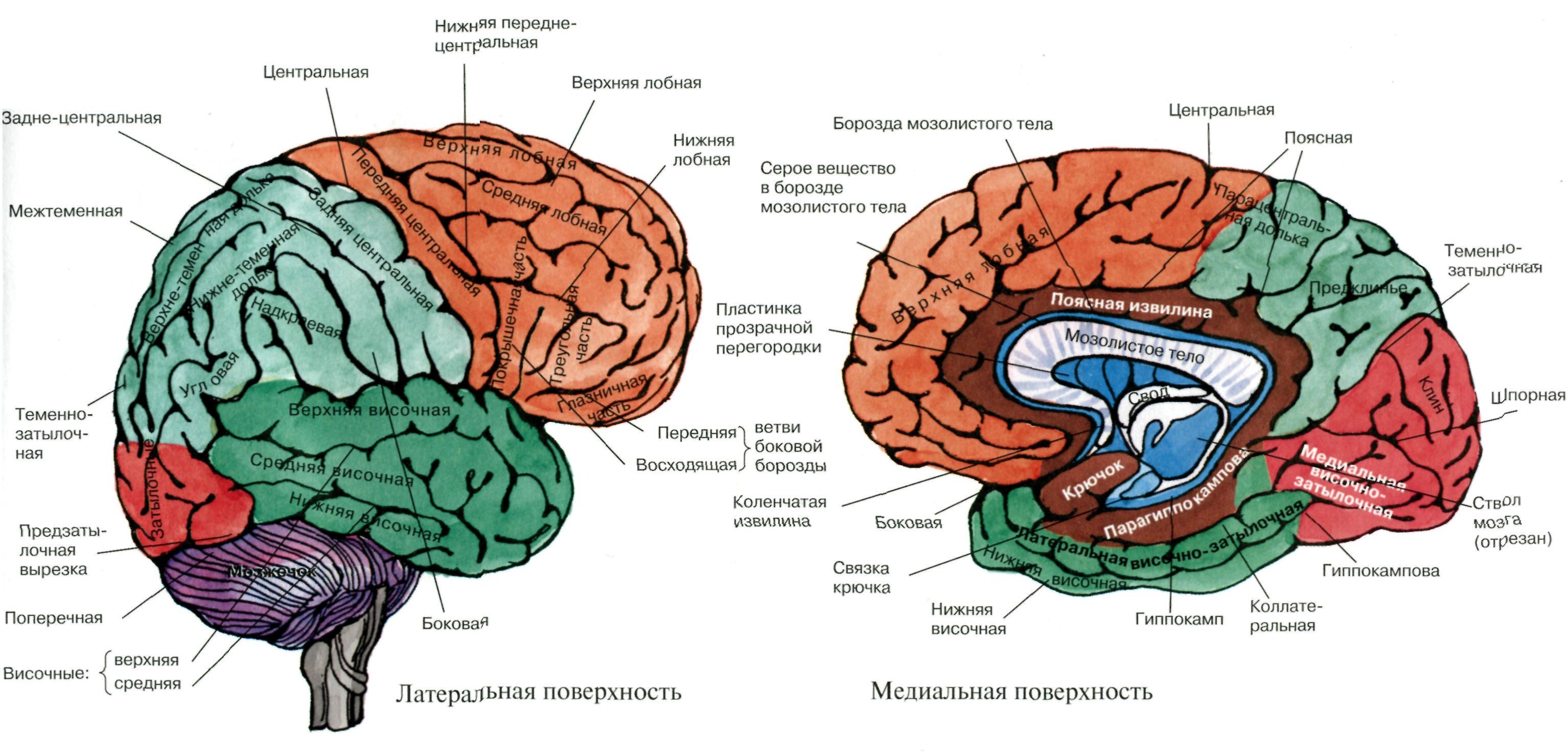 Медиальная поверхность мозга. Мозговой отдел – сильвиева борозда коры больших полушарий. Конечный мозг анатомия медиальная поверхность. Анатомия коры головного мозга доли борозды извилины.