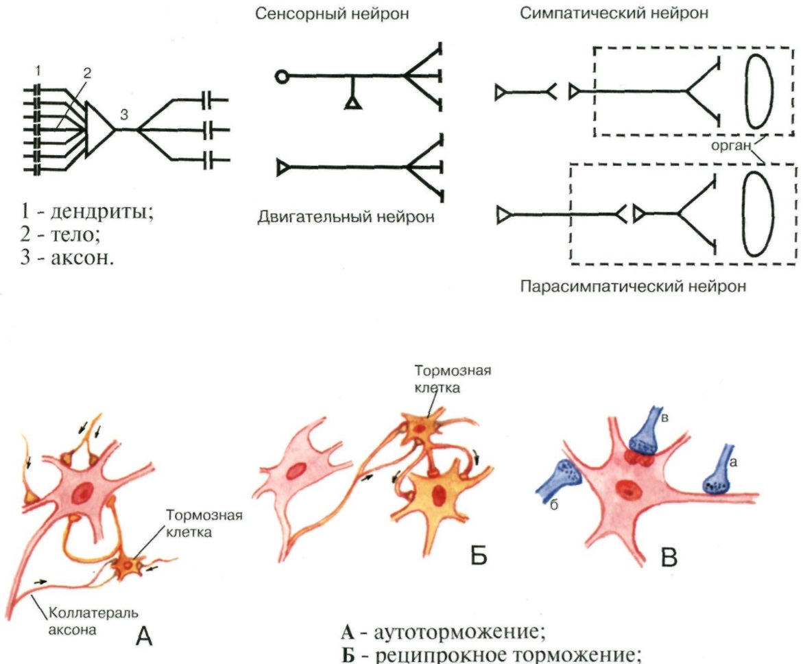 Анатомо-функциональная структура нейрона - student2.ru