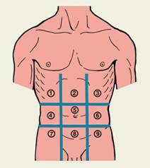 Анатомо-топографические особенности живота - student2.ru