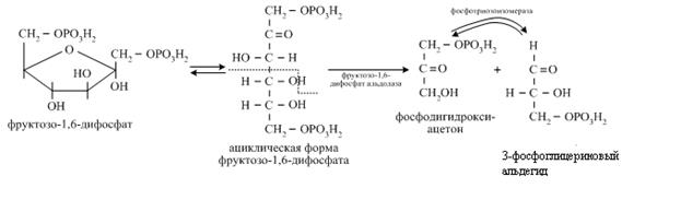 Анаэробное окисление глюкозы - student2.ru