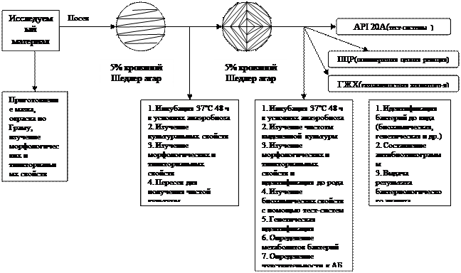 Анаэробные грамотрицательные палочки - student2.ru