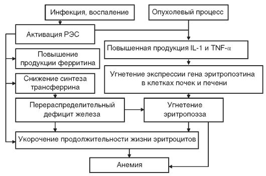 Анемии вследствие кровопотерь (постгеморрагические) - student2.ru