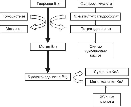 Анемии вследствие нарушения кровообразования - student2.ru