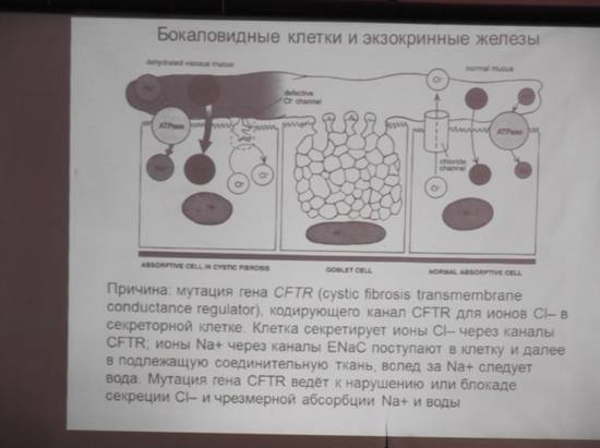 аномалии развития органов полости рта - student2.ru