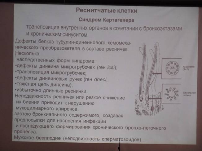 аномалии развития органов полости рта - student2.ru