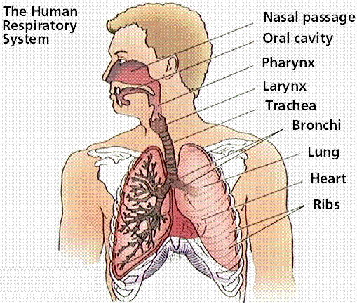 Answer the following questions. 1. Is the body dependent on the digestive system? - student2.ru