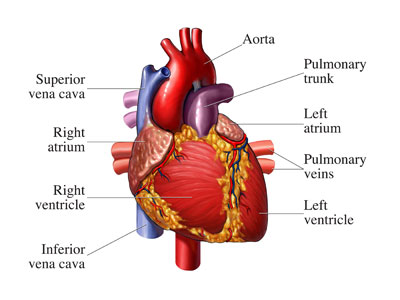 Answer the following questions. 2. In what part of the body can arthritis attack joints? - student2.ru