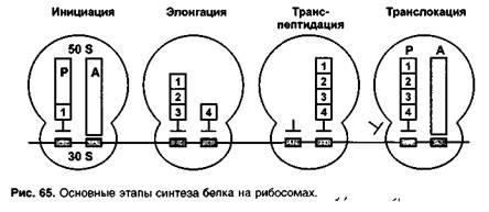 Антибиотики, нарушающие синтез белков - student2.ru