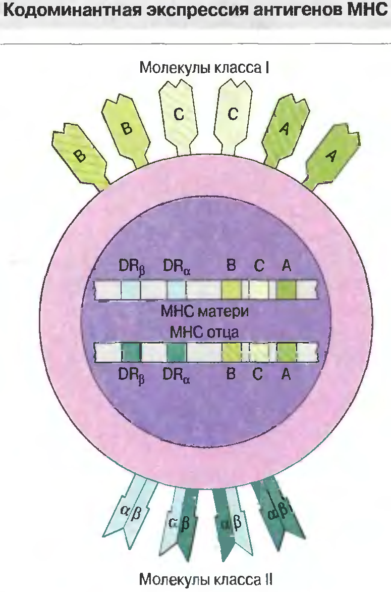 Антигены гистосовместимости служат мишенями при реакции отторжения - student2.ru