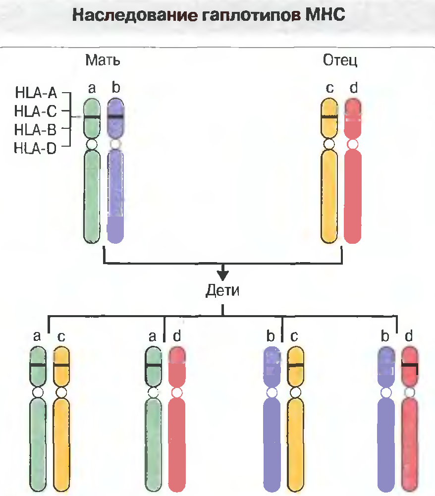 Антигены гистосовместимости служат мишенями при реакции отторжения - student2.ru
