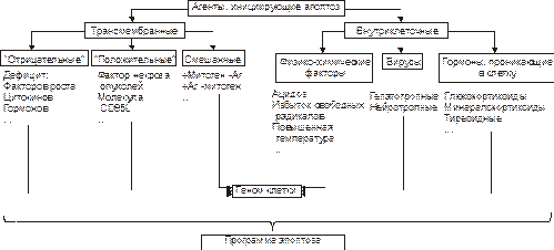 Апоптоз – это общебиоогическое явление, заключающееся в программируемой гибели клетки. В этом его принципиальное отличие от некроза. - student2.ru