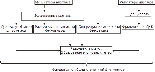 Апоптоз – это общебиоогическое явление, заключающееся в программируемой гибели клетки. В этом его принципиальное отличие от некроза. - student2.ru