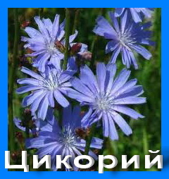 Arctostaphylos uva ursi (L) Spreng - student2.ru