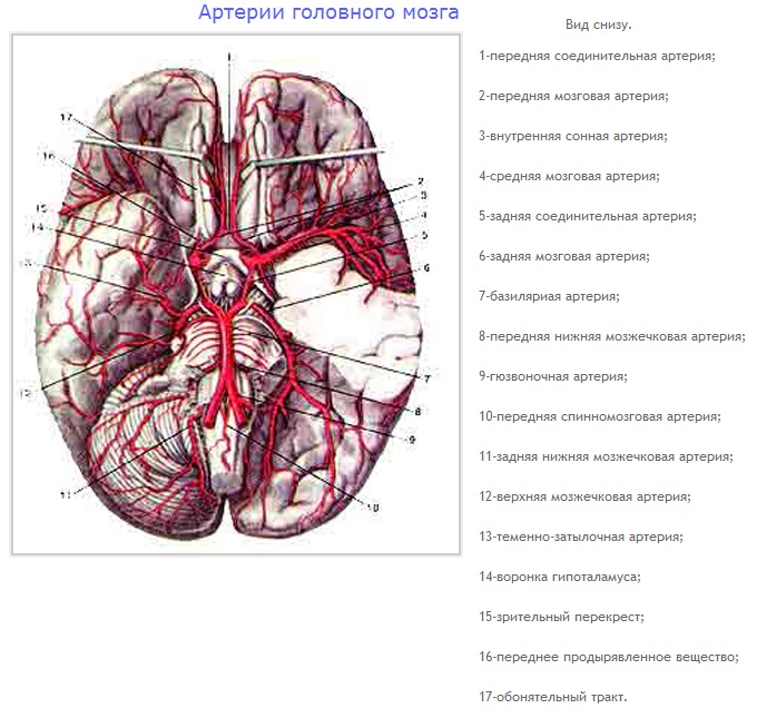 артерии большого круга кровообращения. - student2.ru