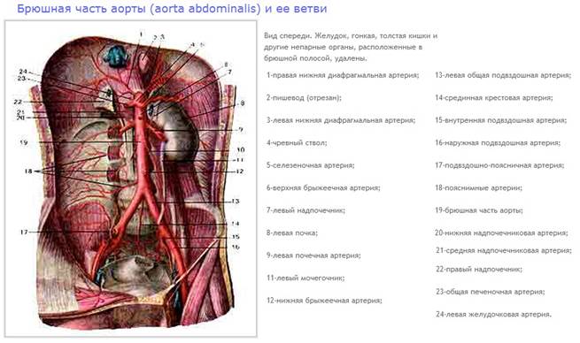 артерии верхней конечности. - student2.ru