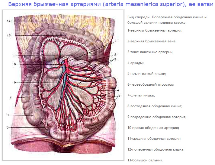 артерии верхней конечности. - student2.ru