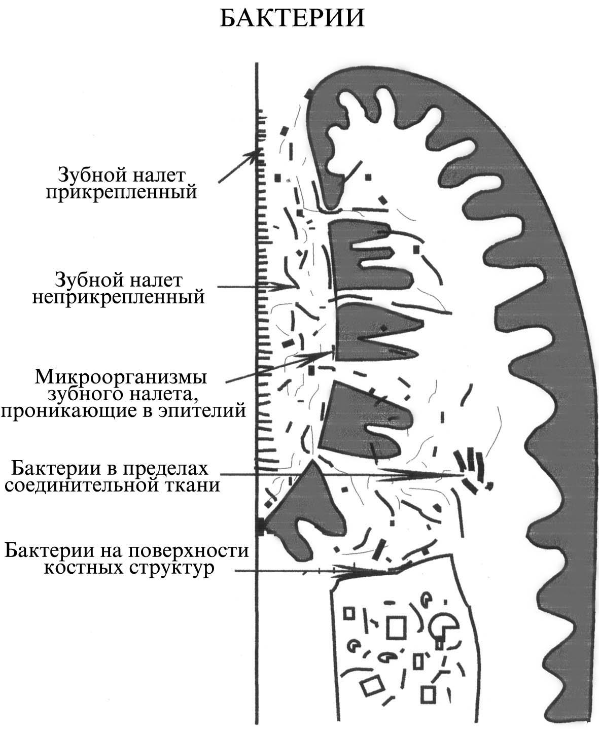 Асфиксия. Этиология, патогенез, стадии развития. - student2.ru