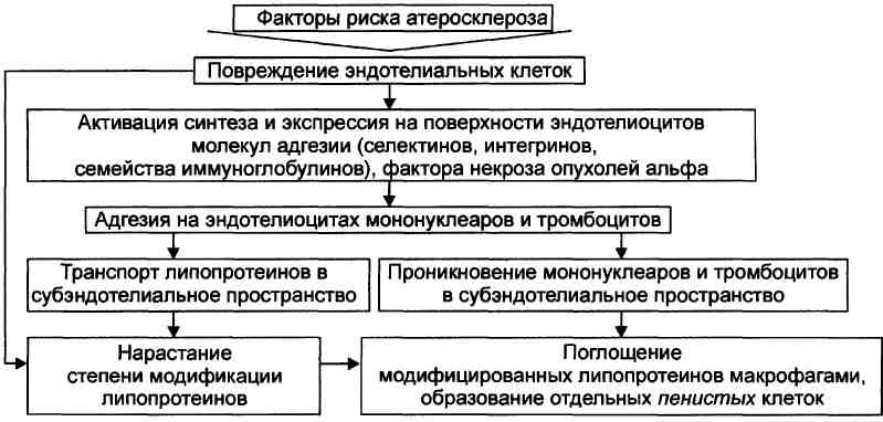 Атеросклероз: характеристика понятия, этиология, этапы и основные звенья патогенеза, принципы терапии. - student2.ru