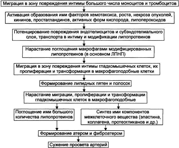 Атеросклероз: характеристика понятия, этиология, этапы и основные звенья патогенеза, принципы терапии. - student2.ru