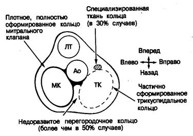 Атриовентрикулярные фиброзные кольца - student2.ru