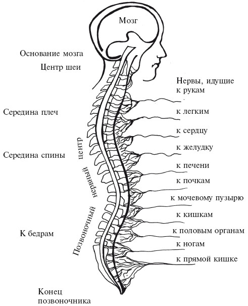Автономная нервная система – симпатическая и парасимпатическая - student2.ru