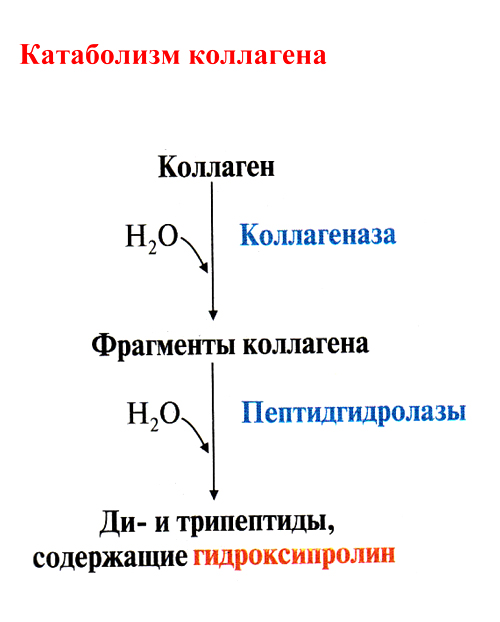 Аэробный и анаэробный катабализм глюкозы. Глюконеогенез. Обмен галактозы и фруктозы. Пентозофосфатный путь - student2.ru