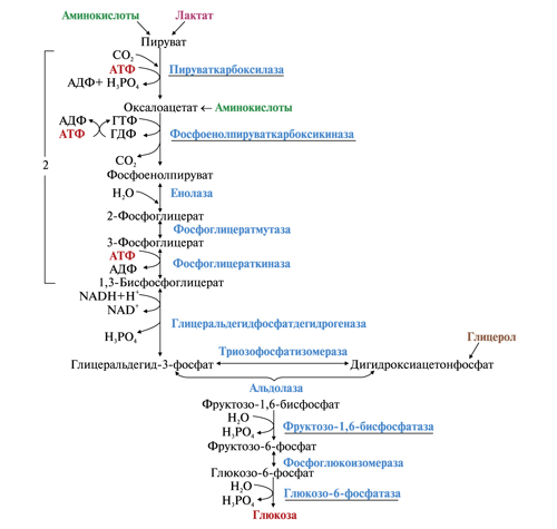 Процесс синтеза глюкозы. Образование Глюкозы из лактата реакции. Схема синтеза Глюкозы из лактата. Схема глюконеогенеза из лактата. Глюконеогенез из лактата схема.