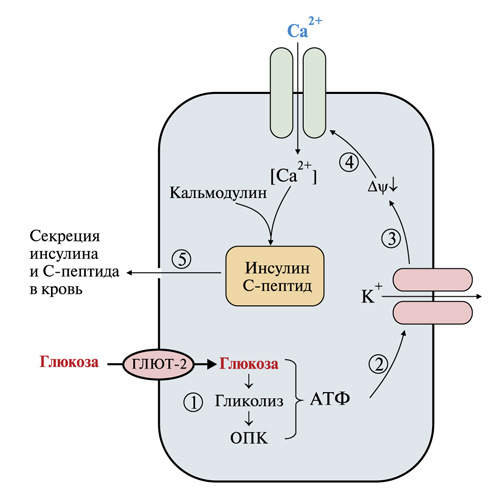 Аэробный и анаэробный катабализм глюкозы. Глюконеогенез. Обмен галактозы и фруктозы. Пентозофосфатный путь - student2.ru