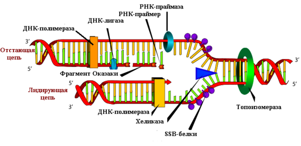 Белковые факторы, необходимые для биосинтеза ДНК. - student2.ru
