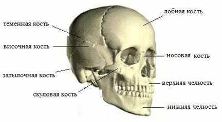 Билет 20. Строение трубчатой кости. Виды костей, типы их соединения. Сустав. - student2.ru