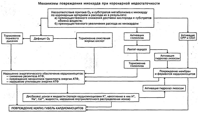 Биохимические изменения при ИБС - student2.ru