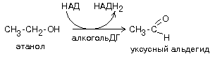 биохимические основы питания человека - student2.ru