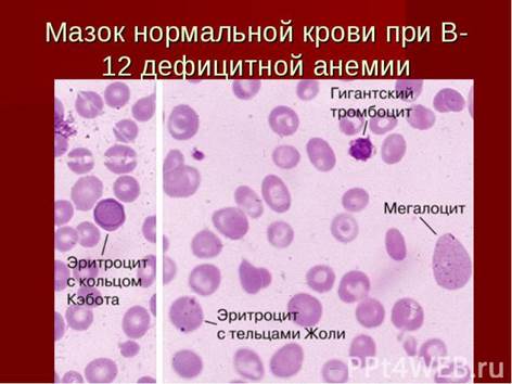 Биохимические показатели крови - student2.ru