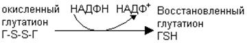 Биохимические принципы витаминотерапии - student2.ru