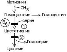 Биохимические принципы витаминотерапии - student2.ru