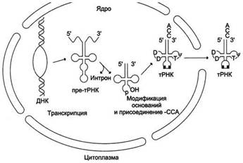 Биохимический метод генетики человека - student2.ru