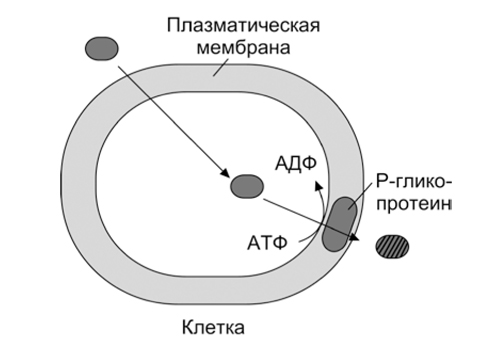 Биохимия печени. Синтез и распад хромопротеидов в печени - student2.ru