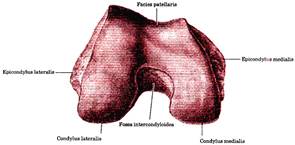 биомеханика коленного сустава - student2.ru
