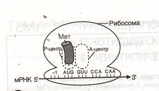 Биосинтез РНК (транскрипция) - student2.ru