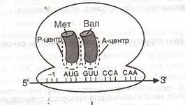 Биосинтез РНК (транскрипция) - student2.ru