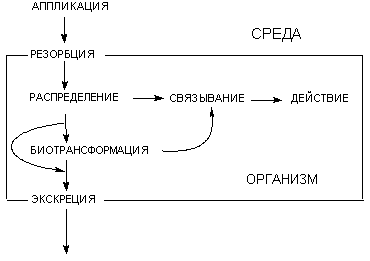 Биотрансформация токсических веществ в организме. Концепция 1 и 2 фазы детоксикации ксенобиотиков. Факторы, влияющие на метаболизм токсикантов. - student2.ru