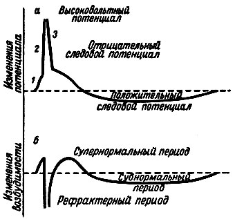 Биоэлектрические явления - student2.ru