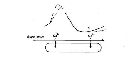 Блокаторы кальциевых каналов. В клеточных мембранах выделяют рецептор-зависимые Са2+-каналы (связаны со специфическими рецепторами) и потенциал-за­висимые Са2+-каналы - student2.ru