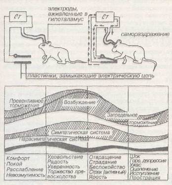 бодрствование, сознание, сон - student2.ru