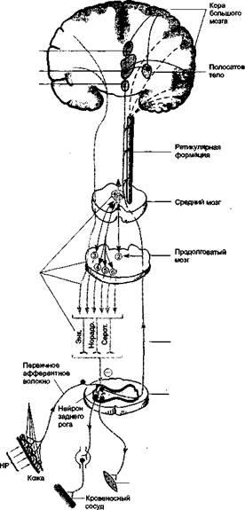 болеутоляющие (анальгезирующие) средства - student2.ru