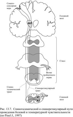 Болевой анализатор. Структурно-функциональная характеристика - student2.ru