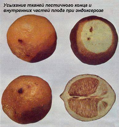 Болезни и вредители цитрусовых плодов - student2.ru